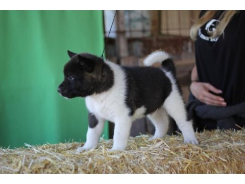 A kalite amerikan akita yavruları secereli