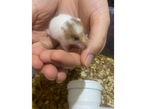 Hamster yavrularımız