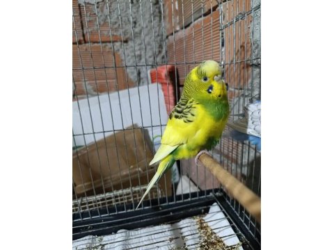 Dişi bilezikli muhabbet kuşu çekoslovak