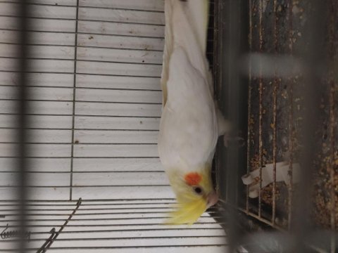 Damızlık kırmızı göz lutino sultan papağanı