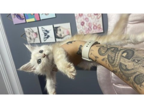 Minik maine coon devler ailelerini sabırsızlıkla bekliyor