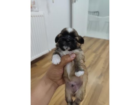 0 numara orijinal safkan şecereli shih tzu yavruları 3 erkek