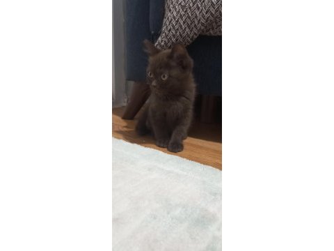 Bitter çikolata british shorthair