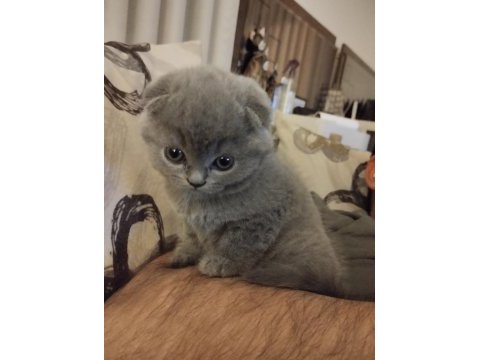 Scottish fold yavru
