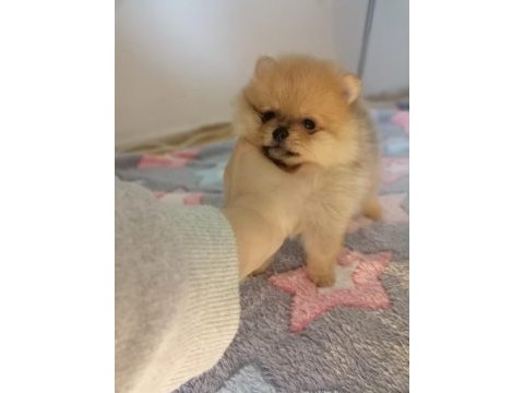 Orjinal pomeranian boo