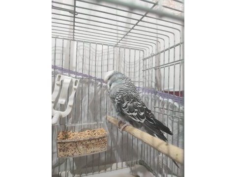 1 rainbow dişi 2 show jumbo erkek 1 show dişi muhabbet kuşu