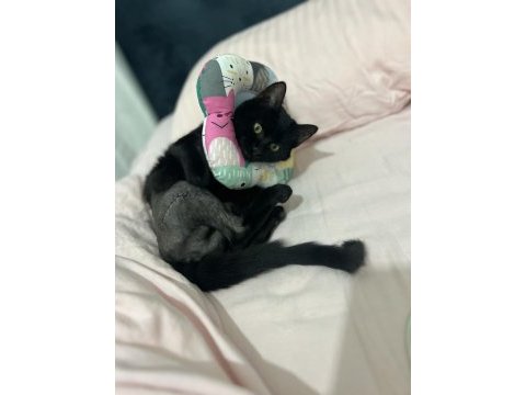 Trafik kazasından kurtarılan bebek kediye acil yuva