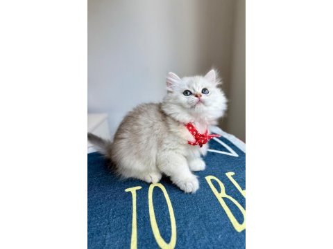 Kaliteli silver white british longhair bebekler