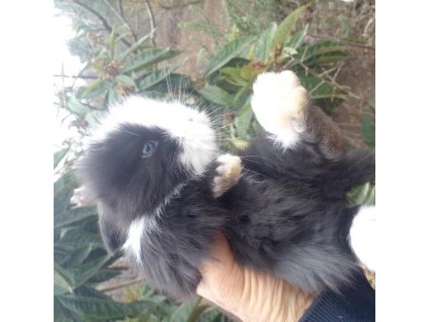 Sevimli teddy widder tavşan yavruları