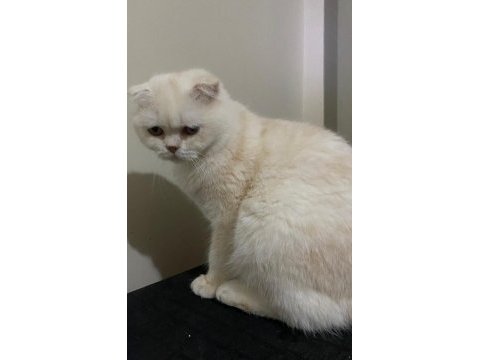 2 yaşında erkek scottish fold