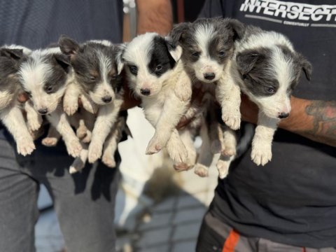 Show kalite border collie rezerveye açık