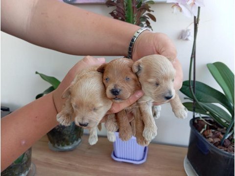 Maltipoo terrier köpeği