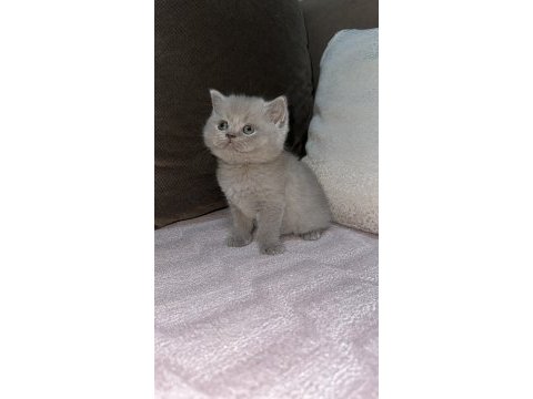 2 adet british longhair yavru
