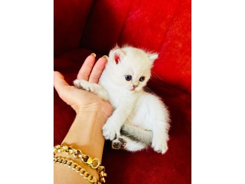 Scottish straight scottish longhair british shorthair yavru