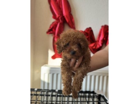 Poodle yavrularımıza yuva arıyoruz