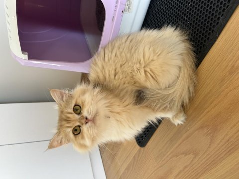 Ny12 safkan british longhair dişi kedi genç 1 yaşında