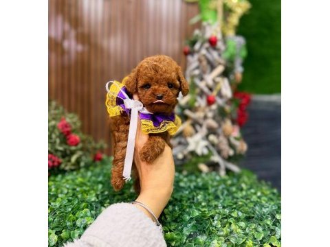 Sağlıklı eğitimli poodle yavrum