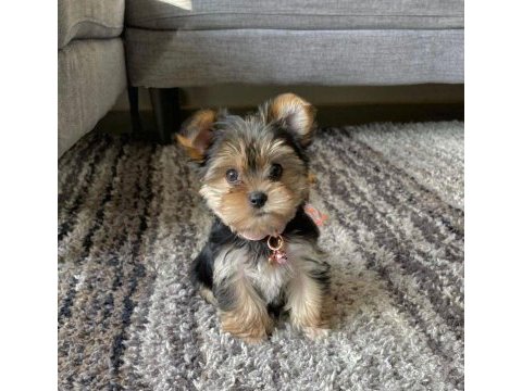 Mini minnak yorkshire terrier bebeklerimiz