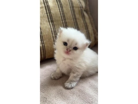 Anne ve baba şecereli olan ırkının çok güzel örneği kedimiz