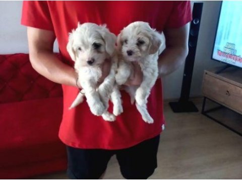 Ev doğumu maltipoo yavrularımız
