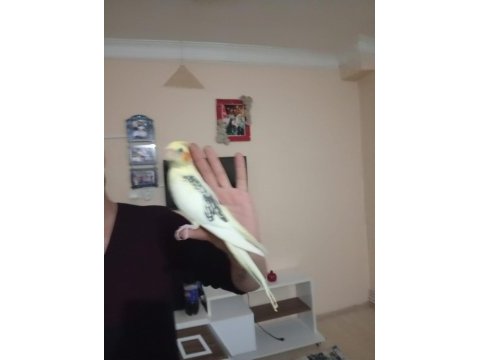 Zincir desen sultan papağanı
