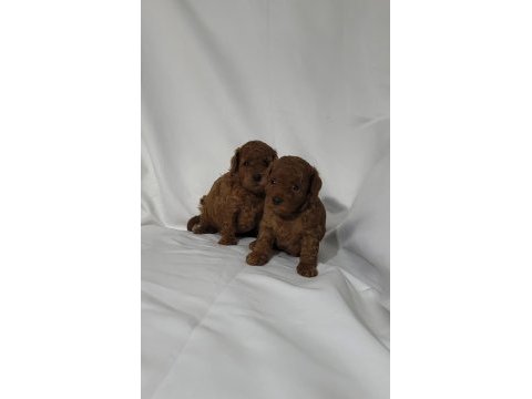 Irk ve sağlık garantili toy poodle dişi