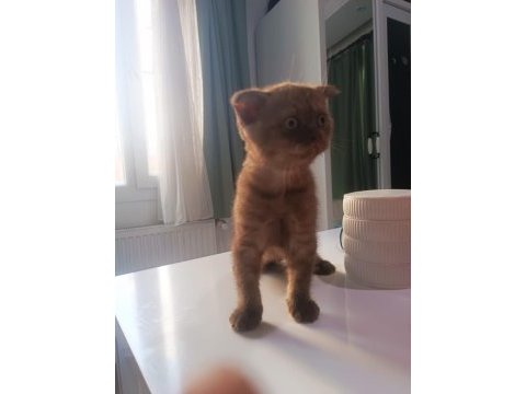 Scottish fold yavrumuz yeni sahibini bekliyor.
