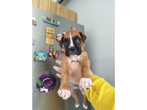 Son bir adet erkek yavrunuz boxer