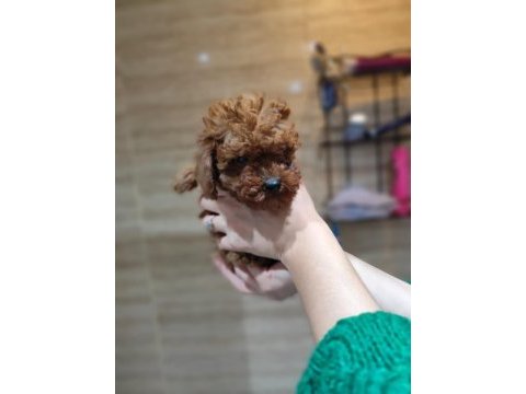 Minik oğlumuz
