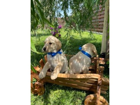 Sevimli golden bebekler