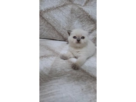 British shorthair yavru kedimiz