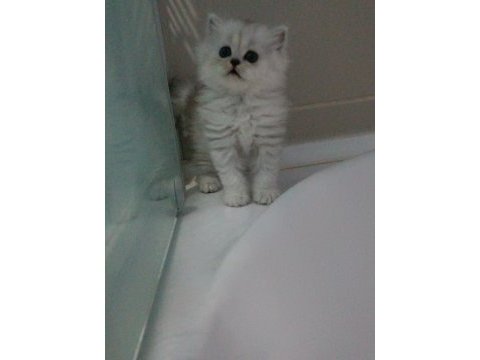 Tatli yavruya yuva arıyoruz british longhair