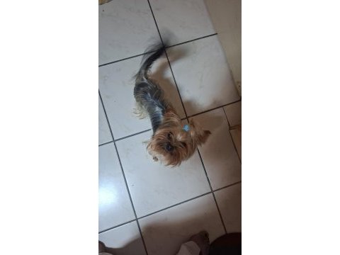 Teacup boy yorkshire terrier