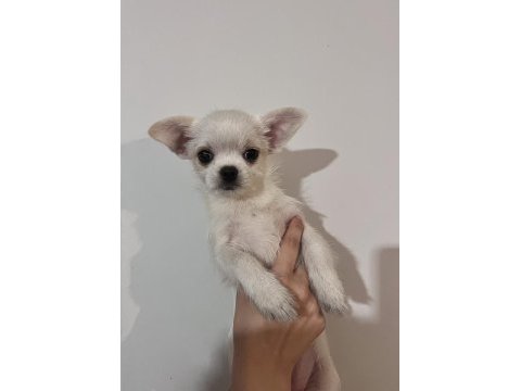 Chihuahua yavrular 4 aylık