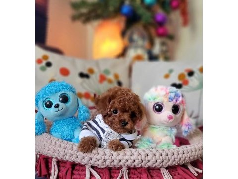 Şecereli mini boy kore toy poodle yavrularımız