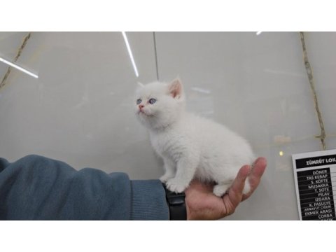 Golden point british shorthair erkek