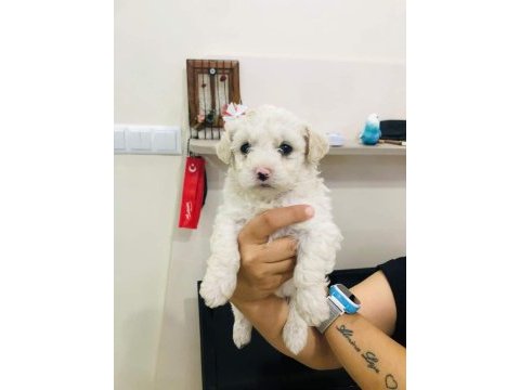 Maltipoo yavrular