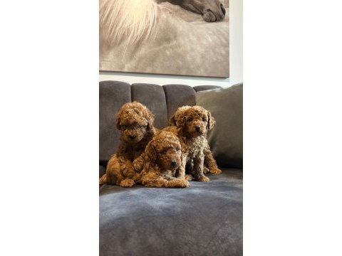 Tecap poodle yavruları