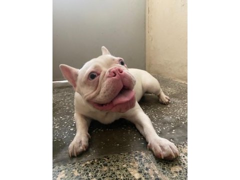 Full beyaz mavi göz pembe burun french bulldog