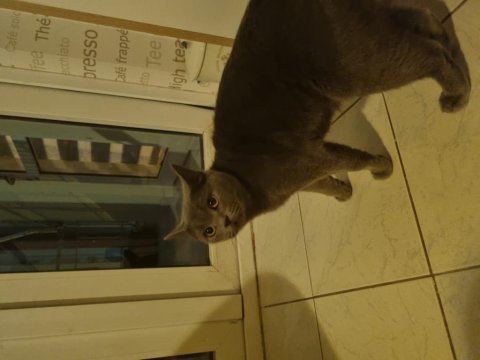 2 yaşındaki british shorthair kızımıza yeni yuva arıyoruz