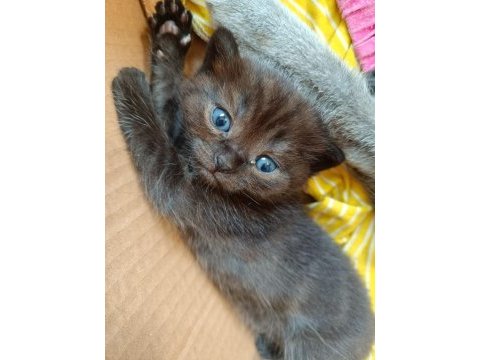 Blue point scottish fold