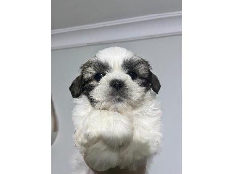 Safkan shih-tzu yavruları