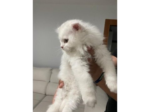 Son kalan iki scottish fold yavrumuza acil yuva arıyoruz