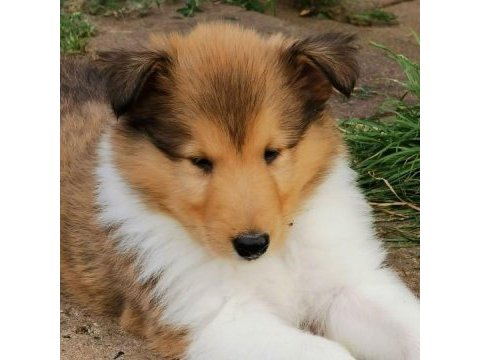 Rough collie ( lessie ) yavruları