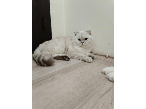 Eş ilanı scottish fold silver point oğlum