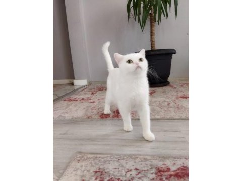 British shorthair & ns 11 silver (1.5 yaşında prensesler)