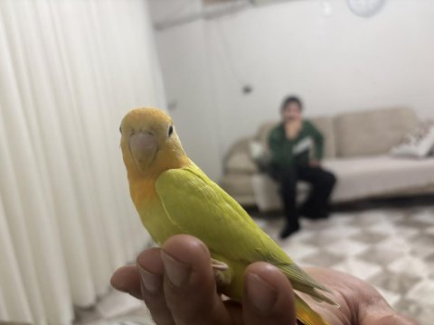 Yeme düşmüş yavru papağanımız