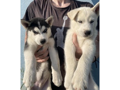 Orijinal husky yavruları