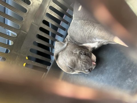 Blue cane corso 2.5 aylık özenle bakılmış