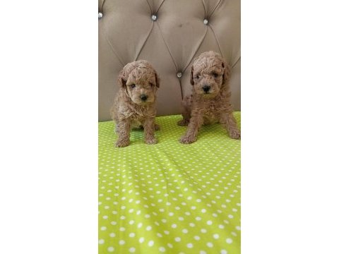 Toy poodle
